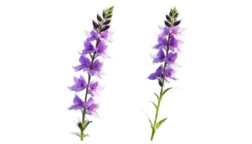 flowers png,lavandula,stylidium,luminous garland,lavender flowers,lavenders,defends,lavender flower,menziesii,the lavender flower,wavelength,lavendar,minimalist flowers,lavenu,vervain,linaria,flower strips,derivable,grape-grass lily,liatris,Conceptual Art,Fantasy,Fantasy 26