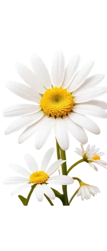 marguerite daisy,oxeye daisy,leucanthemum,flowers png,wood daisy background,ox-eye daisy,shasta daisy,common daisy,mayweed,camomile flower,marguerite,leucanthemum maximum,the white chrysanthemum,small white aster,white chrysanthemum,daisy flower,white daisies,perennial daisy,camomile,daisy flowers,Illustration,Vector,Vector 07