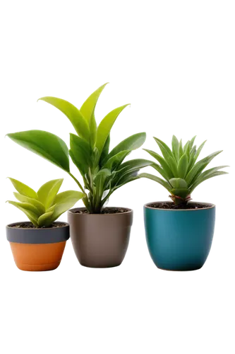 plants in pots,plant pots,potted plants,house plants,androsace rattling pot,potted palm,plant pot,outdoor plants,garden pot,small plants,exotic plants,flowerpots,mixed cup plant,ornamental plants,spring pot drive,container plant,flower pots,green plants,garden plants,plants,Illustration,Realistic Fantasy,Realistic Fantasy 06