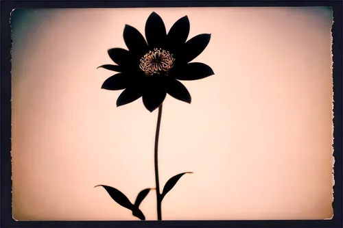 retro flower silhouette,black-eyed susan,african daisy,helianthus,rudbeckia,single flower,coneflower,erdsonne flower,bicolored flower,small sun flower,decorative flower,osteospermum,paper flower background,rudbeckia nidita,coneflowers,plastic flower,two-tone flower,flower illustrative,flower in sunset,artificial flower,Photography,Documentary Photography,Documentary Photography 03