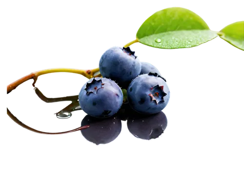 blue grapes,purple grapes,bilberry,black berries,grapes,blueberries,berry fruit,jamun,bilberries,fresh grapes,berries,wine grapes,unripe grapes,table grapes,wine grape,anthocyanin,bunch of grapes,johannsi berries,berries fruit,winegrape,Art,Artistic Painting,Artistic Painting 09