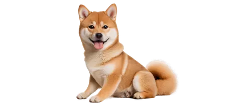 shiba inu,shiba,akita inu,korean jindo dog,finnish spitz,basenji,new guinea singing dog,carolina dog,canaan dog,icelandic sheepdog,dhole,kishu,akita,dingo,sakhalin husky,formosan mountain dog,dogecoin,dog pure-breed,chinese imperial dog,canadian eskimo dog,Illustration,Realistic Fantasy,Realistic Fantasy 29