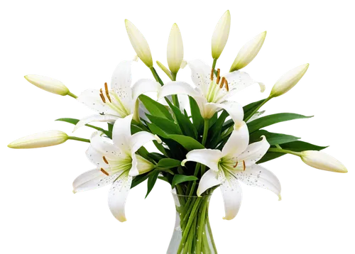 easter lilies,ornithogalum,madonna lily,white lily,lilium candidum,flowers png,tulip white,ornithogalum umbellatum,tuberose,sego lily,lillies,white tulips,star-of-bethlehem,lilies of the valley,white trumpet lily,lilies,lilium formosanum,hymenocallis,siberian fawn lily,tulipa,Illustration,Black and White,Black and White 25