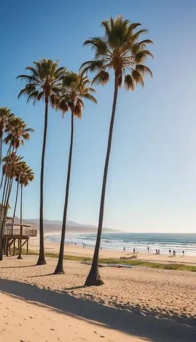 Southern California coastline, sunny day, clear blue sky, palm trees swaying gently, sandy beach, surfers riding waves, seagulls flying overhead, lifeguard tower in the distance, people sunbathing or 