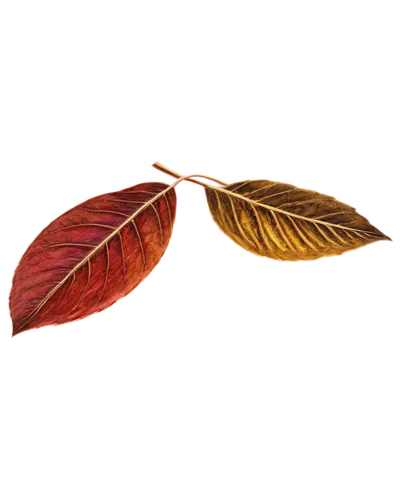 leaf background,red leaf,autumn background,leaf color,autumn icon,red leaves,autumn leaf,autumn leaf paper,spring leaf background,chestnut leaf,reddish autumn leaves,colored leaves,autumnal leaves,acorn leaf,autumn leaves,dried leaves,colorful leaves,leaf icons,tropical leaf,fall leaf,Illustration,Paper based,Paper Based 23