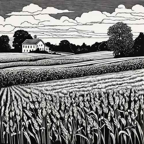 rye field,farm landscape,stubble field,wheat field,olle gill,barley field,cornfield,straw field,david bates,hayfield,wheat fields,grain field,fields,suffolk,farmland,sussex,wheat crops,rural landscape,corn field,cultivated field,Illustration,Black and White,Black and White 24