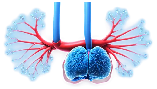 electrophysiology,lung cancer,coronary vascular,circulatory system,medical illustration,cardiology,lungs,core web vitals,ventilate,blood circulation,coronary artery,respiratory protection,oxygenated and deoxygenated,magnetic resonance imaging,circulatory,aorta,electrocardiogram,lung,intubation,airway,Art,Classical Oil Painting,Classical Oil Painting 33