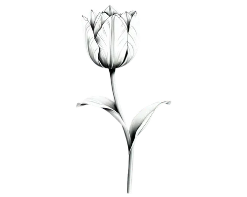 tulip, clip art, black and white, solo, petals curled outwards, stem thick, leaves drooping, detailed lines, geometric shape, minimalist design, flat composition, high contrast, bold outline, graphic 