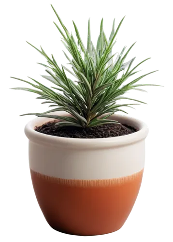 potted palm,plant pot,androsace rattling pot,dwarf pine,potted plant,norfolk island pine,pot plant,garden pot,sweet grass plant,chile pine,pine needle,flowerpot,terracotta flower pot,singleleaf pine,plant pots,citronella,american pitch pine,wooden flower pot,casuarina,desert plant,Illustration,Black and White,Black and White 17