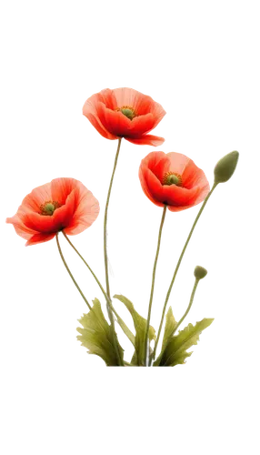 flowers png,tulip background,flower background,klatschmohn,red orange flowers,orange red flowers,red ranunculus,red anemones,red poppies,poppy flowers,flower wallpaper,red tulips,floral digital background,red poppy,iceland poppy,poppies,papaver orientale,flower illustrative,flower painting,red anemone,Art,Classical Oil Painting,Classical Oil Painting 38