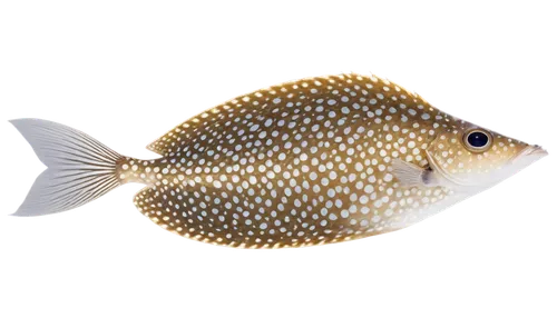 boxfish,trunkfish,discus cichlid,triggerfish,discus fish,cichlid,triggerfish-clown,green sunfish,puffer fish,boxfishes and trunkfish,lemon butterflyfish,fugu,golden angelfish,lemon surgeonfish,miniatus grouper,tilapia,rock cod,butterfly fish,green pufferfish,bluegill,Photography,Documentary Photography,Documentary Photography 36