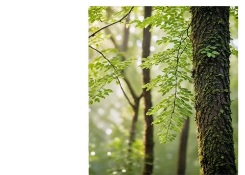 Tall tree, curved branches, leafy, twisted trunks, morning dew, soft sunlight filtering through leaves, 3/4 composition, shallow depth of field, warm color tone, cinematic lighting, natural texture, d