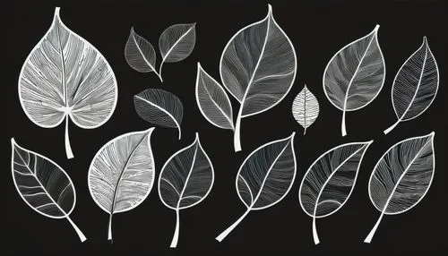 leaf icons,leaf drawing,skeleton leaves,embroidered leaves,skeleton leaf,leaf background,leaf pattern,acorn leaves,leaf structure,botanical line art,magnolia leaf,walnut leaf,leaves,the leaves of chestnut,chestnut leaves,fan leaf,gum leaves,jungle leaf,tropical leaf,four-leaf,Illustration,Black and White,Black and White 32