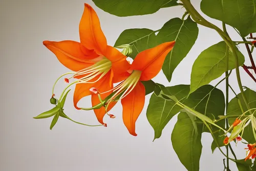 Compose a poem inspired by the elegant trumpet-shaped flowers of the Bengal trumpet vine.,orange climbing plant,flame vine,chinese trumpet vine,trumpet vine,splendens,bengal trumpet vine,flowering vin