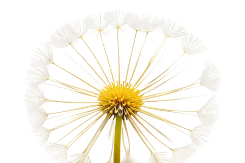 white chrysanthemum,chrysanthemum background,the white chrysanthemum,leucanthemum,oxeye daisy,chrysanthemum cherry,camomile flower,ox-eye daisy,shasta daisy,marguerite daisy,chrysanthemum,white cosmos,pyrethrum,common daisy,flowers png,korean chrysanthemum,dandelion flower,leucanthemum maximum,wild chrysanthemum,wood daisy background,Art,Artistic Painting,Artistic Painting 44