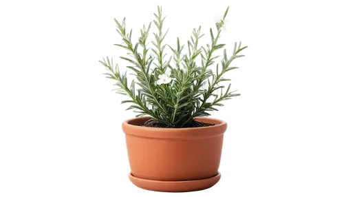 citronella,stylidium,saliya,hostplant,uniflora,salsola,brachypodium,sweet grass plant,rosemary,darwinia,lomandra,tenuifolia,small plant,eleocharis,lavandula,pachypodium,indoor plant,androsace rattling pot,tuberosa,tillandsia,Photography,Documentary Photography,Documentary Photography 25