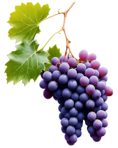 purple grapes,wine grapes,grapes,blue grapes,wine grape,vineyard grapes,fresh grapes,table grapes,red grapes,winegrape,grapevines,grape vine,wood and grapes,white grapes,bright grape,bunch of grapes,merlots,viognier grapes,viniculture,vitis,Illustration,Paper based,Paper Based 15