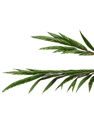 9 aspect ratio, free resource, commercial use allowed.,two green leaves and a light colored background,pine needle,pine needles,spruce needles,fir needles,pine tree branch,pine branch,pine branches,fi