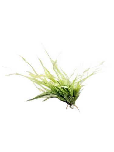 Epazote plant, green stems, small white flowers, delicate petals, thin leaves, herbal texture, natural light, shallow depth of field, warm color tone, 3/4 composition, slight blur effect, soft focus o