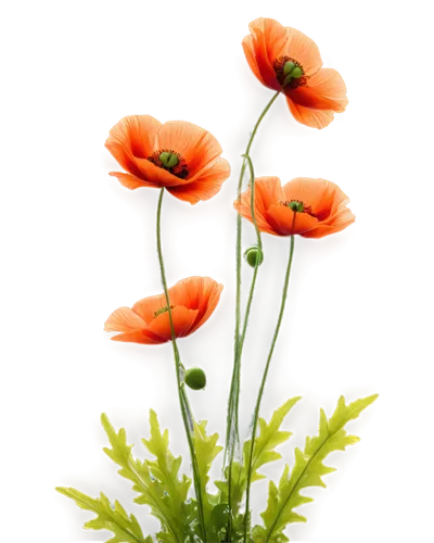 poppy flowers,flowers png,klatschmohn,iceland poppy,poppy plant,poppies,anemones,poppy anemone,a couple of poppy flowers,red anemones,snowdrop anemones,papaver,oriental poppy,coquelicot,red poppies,anemone honorine jobert,floral poppy,red poppy,poppy flower,flower background,Conceptual Art,Sci-Fi,Sci-Fi 27