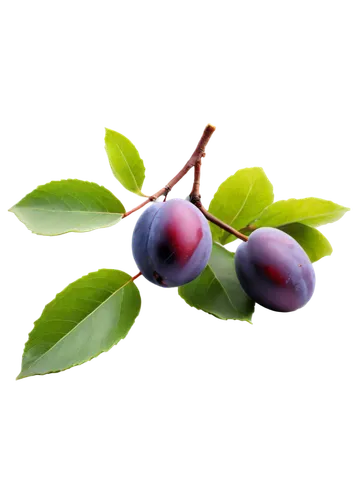 european plum,syzygium,jewish cherries,bilberry,syzygium aromaticum,jamun,chokecherry,bladder cherry,grape seed extract,berry fruit,indian jujube,damson,bayberry,cherry branch,syzygium malaccense,chokeberry,dewberry,davidson's plum,great cherry,johannsi berries,Illustration,Black and White,Black and White 29