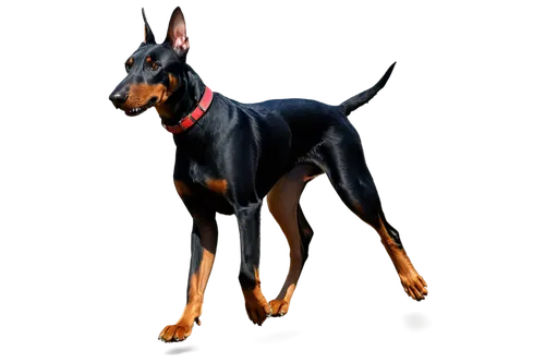 doberman,doberan,pinscher,dobermannt,dobie,dobermans,australian kelpie,rottweiler,kelpie,oberweiler,hellhound,derivable,rott,bloodhound,dobe,great dane,black shepherd,dober,anubis,dog illustration,Conceptual Art,Sci-Fi,Sci-Fi 01