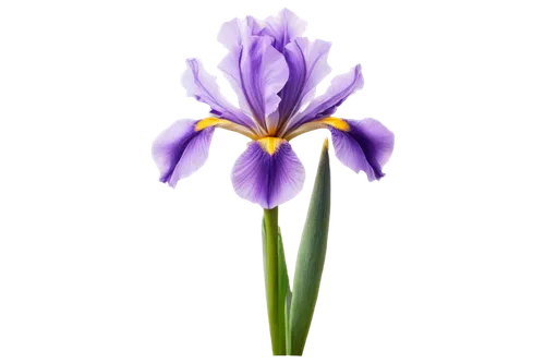 Purple iris flower, close-up shot, delicate petals, yellow center, soft focus, natural light, shallow depth of field, warm color tone, gentle composition, realistic texture, intricate details, solo, f