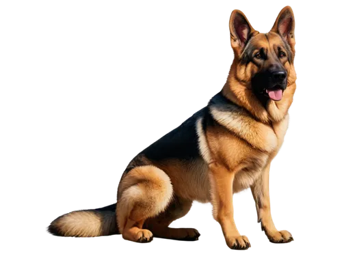 german shepherd,german shepherd dog,shiloh shepherd dog,king shepherd,alsatian,belgian shepherd dog,belgian shepherd,gsd,a police dog,belgian shepherd malinois,schutzhund,old german shepherd dog,german shepards,central asian shepherd dog,giant dog breed,swedish vallhund,dog breed,carpathian shepherd dog,norwegian buhund,police dog,Illustration,Vector,Vector 09