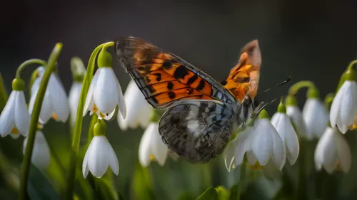 A butterfly sitting on a snowdrop,the imperial fritillary,marsh fritillary,fritillary butterfly,heath fritillary,coenonympha,pearl-bordered fritillar,pearl crescent,fritillary,glanville fritillary,coe