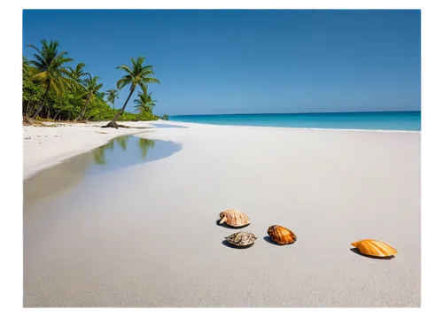 Tropical whitesand beach, solo scenery, sunny day, clear blue sky, gentle waves, soft sand, palm trees swaying, seashells scattered, driftwood, calm atmosphere, warm lighting, 3/4 composition, shallow