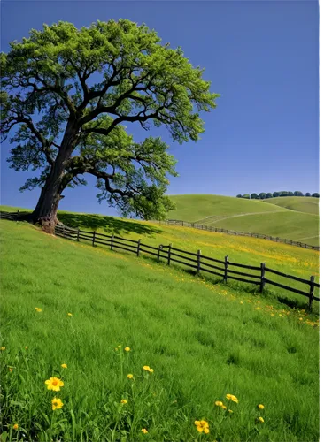 meadow landscape,nature background,landscape background,background view nature,windows wallpaper,green landscape,green meadow,pastureland,grassland,spring background,pasture fence,farm background,springtime background,grasslands,green fields,agroforestry,aaaa,walnut trees,bucolic,nature wallpaper,Photography,Black and white photography,Black and White Photography 09