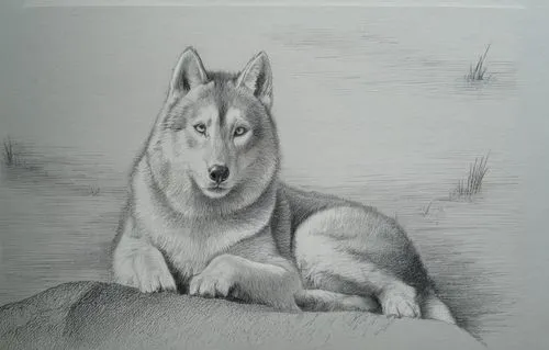 a pencil drawing of a wolf laying down,graywolf,silverpoint,dog drawing,malamute,aleu,elkhound,Illustration,Black and White,Black and White 30