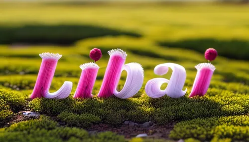 ursaab,urban,dribbble logo,decorative letters,urban park,urbanization,ulaanbaatar,suburban,dribbble,urinal,bokeh effect,linear,libra,background bokeh,urban design,ul,imbabura,dribbble icon,cellular,urban area,Realistic,Flower,Yarrow