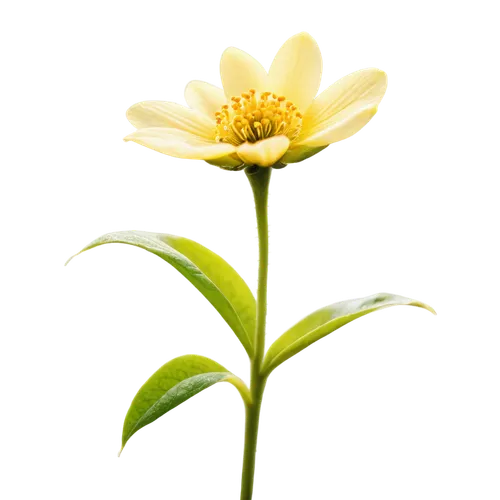 yellow chrysanthemum,flowers png,xerochrysum bracteatumm,korean chrysanthemum,chrysanthemum cherry,chrysanthemum background,chrysanthemum,siberian chrysanthemum,the white chrysanthemum,small sun flower,asteraceae,flower of dahlia,chrysanthemum grandiflorum,lemon flower,yellow calendula flower,chrysanthemum tea,sand coreopsis,calenduleae,flower background,yellow flower,Photography,General,Realistic