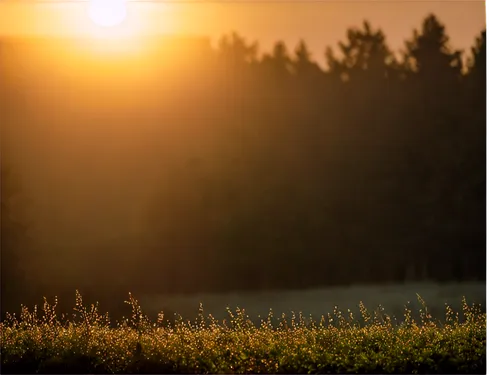 sunburst background,aaa,morning sun,evening sun,morning light,sunray,helios 44m7,background view nature,sun light,helios44,helios 44m,sun rays,lens flare,bright sun,sunrise,atmosphere sunrise sunrise,sun,helios 44m-4,goldenlight,ore mountains,Art,Artistic Painting,Artistic Painting 37