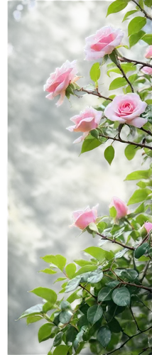 Historic confederate rose tree, majestic branches, ancient twisted trunk, vibrant green leaves, delicate pink roses, morning dew, soft warm sunlight, 3/4 composition, shallow depth of field, cinematic