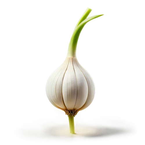 garlic bulb,persian onion,head of garlic,hardneck garlic,clove garlic,welsh onion,chinese garlic,garlic,a clove of garlic,sweet garlic,elephant garlic,clove of garlic,cultivated garlic,bulgarian onion,garlic bulbs,red garlic,endive,onion bulbs,pearl onion,turkestan tulip,Art,Artistic Painting,Artistic Painting 45