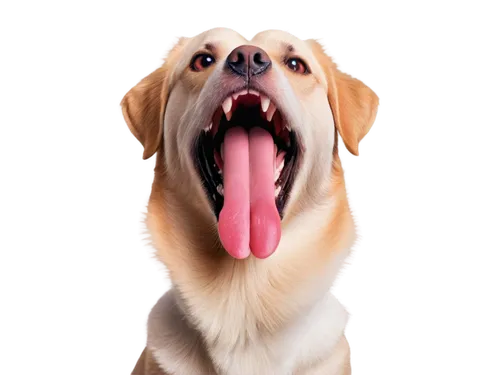 cheerful dog,dog photography,yawning,yawner,dogana,dog,blonde dog,yawney,dog illustration,licker,aaaaa,golden retriever,retriever,labrador retriever,yawng,labrador,tongue,golden retriver,canines,ein,Conceptual Art,Daily,Daily 23