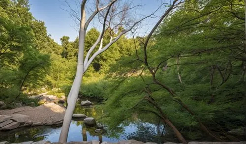 tree house hotel,warrandyte,fallingwater,cahaba,catarpe valley,tree top,theatricum,treehouses,wimberly,tree house,wimberley,guerneville,gristmill,treetop,banias,treetops,tree top path,downieville,redcedar,sunol,Photography,General,Realistic