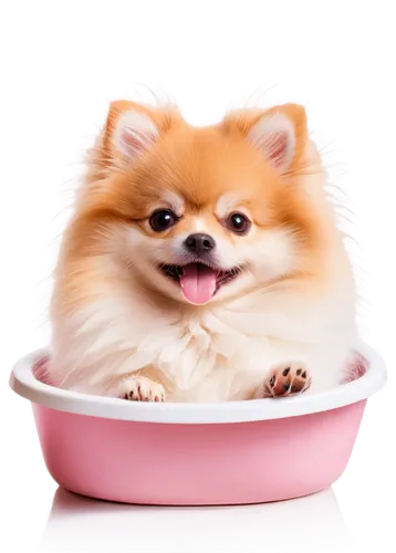 pomeranian,bowl of rice,pomeranians,a bowl,in the bowl,eukanuba,sweet dish,congee,pomerania,casserole dish,soup bowl,pom,dog illustration,bowl cake,miso,bingbu,teacup,potato dish,serving bowl,bowl,Photography,General,Natural