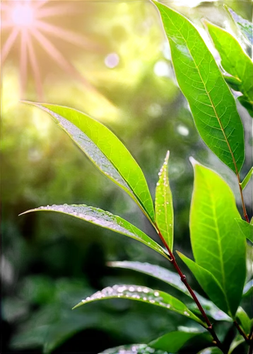 tea plant,spring leaf background,green leaves,sunlight through leafs,marsh labrador tea,mandarin leaves,green foliage,leaf background,gum leaves,background view nature,forest plant,green plant,young leaves,green wallpaper,green plants,aaa,herbaceous plant,lemon myrtle,thick-leaf plant,aromatic plant,Art,Artistic Painting,Artistic Painting 44