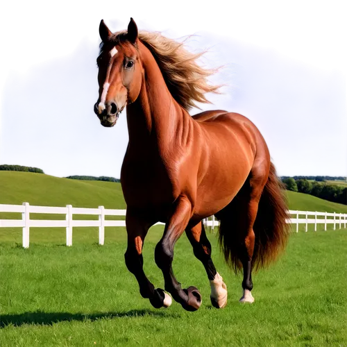 belgian horse,irish horse,alydar,broodmare,brown horse,finnhorse,weehl horse,painted horse,trakehner,colorful horse,istabraq,skyhorse,quarterhorse,arabian horse,secretariat,thoroughbred arabian,wagiman,superhorse,horse,saddlebred,Illustration,Retro,Retro 23