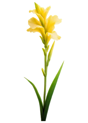 Tall flor gladiola, yellow petals, green stem, leafy background, morning dew, soft sunlight filtering through leaves, 3/4 composition, shallow depth of field, warm color tone, cinematic lighting, solo