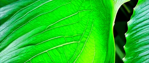 tropical leaf,tropical leaf pattern,banana leaf,jungle leaf,coconut leaf,green leaf,leaf green,green leaves,jungle drum leaves,tobacco leaves,leaf macro,leaf pattern,palm leaf,green wallpaper,leaf background,leaf border,leaf structure,jack-in-the-pulpit,palm leaves,fern leaf,Illustration,American Style,American Style 06