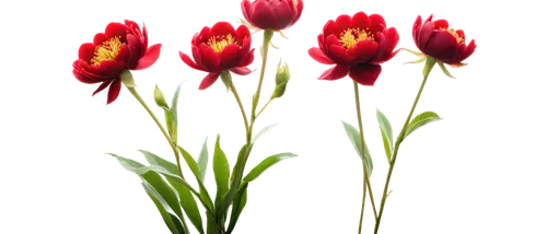 tulip background,red tulips,tulip flowers,two tulips,tulipa,tulips,flowers png,parrot tulip,tulip bouquet,wild tulips,tulp,tulip branches,tulip blossom,flower wallpaper,tulip,flower background,wild tulip,tulipe,floral digital background,red flowers,Illustration,Realistic Fantasy,Realistic Fantasy 14