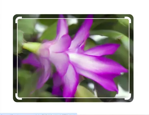 epiphyllum,passifloraceae,passion flower vine,laelia,crenate orchid cactus,crown chakra flower,rugosa rose,fuschia,solanaceae,theaceae,serbian bellflower,passionflower,starflower,clematis,purple passionflower,passion flower bloom,flowers png,senetti,cactus flower,purple passion flower