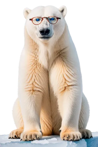 polar,whitebear,nordic bear,icebear,glasses penguin,polar bear,polar aurora,ice bear,kimbundu,ermine,gattilusio,okutan,sheeb,arcticus,arturo,skadavy,torvald,petery,ferbert,wedag,Illustration,Realistic Fantasy,Realistic Fantasy 25