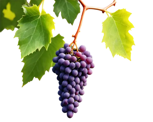 wine grape,wine grapes,purple grapes,winegrape,grapes,blue grapes,grape vine,vineyard grapes,viniculture,red grapes,wood and grapes,sangiovese,fresh grapes,grapevines,table grapes,bright grape,vino,grenache,tempranillo,resveratrol,Illustration,Abstract Fantasy,Abstract Fantasy 14