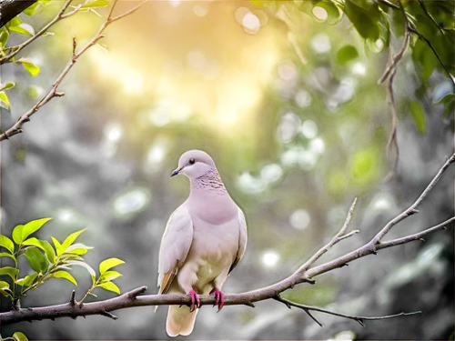 Doves, peaceful, white feathers, gentle eyes, soft plumage, slender neck, delicate beak, perched, branches, green leaves, natural, warm lighting, shallow depth of field, cinematic composition, 3/4 vie