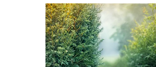 buxus,green wallpaper,arborvitae,cupressus,green grain,cytisus,green wheat,wheat grass,wheat germ grass,taxus,thuja,evergreen trees,crop plant,huana,phytochrome,long grass,mugwort,nature background,green border,block of grass,Art,Classical Oil Painting,Classical Oil Painting 13